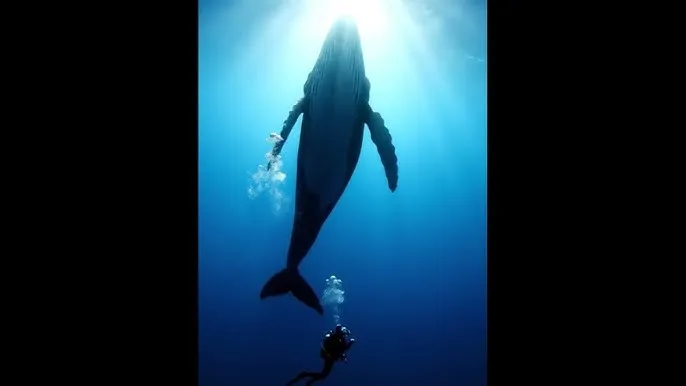 几天没C你是不是痒了 - 深蓝星球：探索海洋深处的未知世界